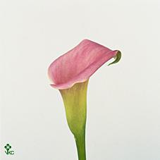 super gem calla lily