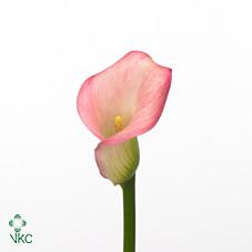 sweet talk calla lily