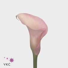 totall touch calla lily