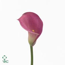 valentino calla lily