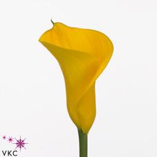 valparaiso yellow calla lily