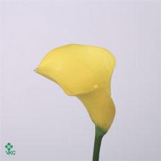 vivaldi yellow calla lily