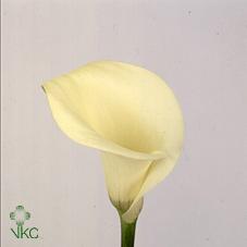 wedgewood calla lily