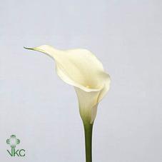 white trendy calla lily