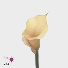 yellow mozart calla lily